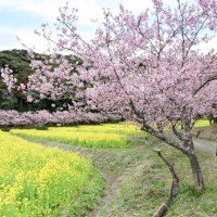 ピンクと黄、春色の競演　咲き誇る河津桜、菜の花　千葉・旭の休耕地１ヘクタールに