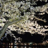 桜３００本が満開！　４年ぶり「東金桜まつり」開催　土日はステージイベントも　東金・八鶴湖
