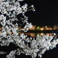 ライトアップされた八鶴湖周辺の桜＝２７日夜、東金市