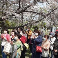 【速報】千葉県議選が告示、１３７人届け出　桜舞う中、９日間の短期決戦スタート　