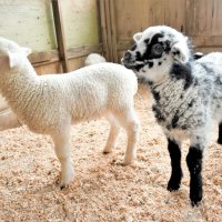 飼育員もびっくり！？　ブチ柄のヒツジ赤ちゃん誕生　成田ゆめ牧場