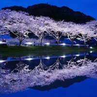 満開の夜桜映す水鏡　田んぼに「春の風物詩」　４月２日までライトアップ　いすみ・札森地区