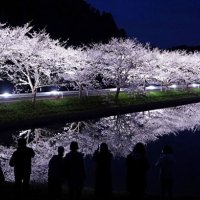 ライトアップされた満開の桜並木