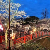 幻想的な夜桜見頃に　ぼんぼりでライトアップ　香取・小見川城山公園