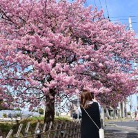 きょうから３月、河津桜が見頃　白子の海岸通り沿いに５００本、夜はライトアップ　５日イベントも