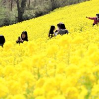 春らんまん、山を彩る３５０万本　マザー牧場で菜の花満開　富津