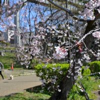 千葉公園で桜が開花　見頃は今週末　飲食を伴うお花見も“解禁”