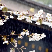 玉前神社で桜開花宣言　４月１日に雅楽演奏会　一宮
