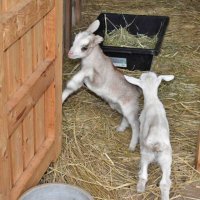 崖の上のヤギ「ポニョ」　双子の赤ちゃん、ＧＷに一般公開へ　佐倉草ぶえの丘