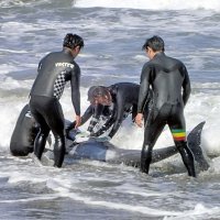一宮・いすみの海岸にイルカ３０頭　「打ち上げられている」通報　サーファーら救出も４頭死ぬ　カズハゴンドウか