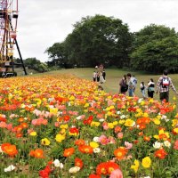 ＧＷ初日、千葉県内各地でにぎわい　ドイツ村、開場前からゲートに車　成田山参道、インバウンド目立つ　大山千枚田、家族で田植えに汗　観光需要回復に期待