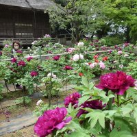 住民の世話実りボタン咲き誇る　匝瑳・飯高寺
