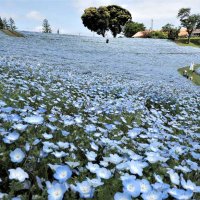 爽やかな青色に彩られたネモフィラの「花の谷」＝２１日、富津市