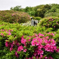 ＧＷにいかが　色鮮やかツツジ見頃　２千株咲き競う　東庄・雲井岬