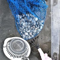 アサリを“深掘り”　船橋・三番瀬環境学習館　潮干狩り、科学視点も持ち帰ろう　【月刊ほぼ実物大ニュース】
