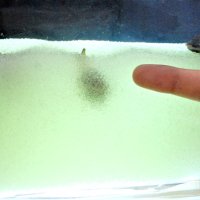 突き出した「足」を伸縮して５～１０センチほど砂に潜るというアサリ。三番瀬環境学習館では透明水槽で分かりやすく解説＝船橋市