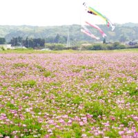 田んぼが紅紫色に　レンゲソウ、こいのぼりと共演　大多喜