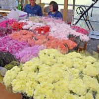 「母の日」前にカーネーション出荷本格化　台風・コロナ越え需要回復　南房総市
