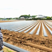 成田に吹いた強風、サツマイモ畑被害　全国２位の生産地　生産者「現場の実情知って」