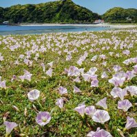 かれん薄紫、潮風に揺れ　ハマヒルガオ群生　勝浦・興津海岸