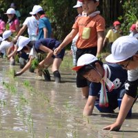 おいしいお米できるかな　児童が田植え体験　南房総・嶺南小