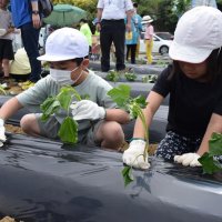 おいしいおいもになって　子ども７０人サツマイモ苗植え　匝瑳「のさか花の広場」