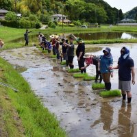 有機農法の米作り普及へ　長南　田植え体験に千葉県内外から４０人