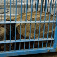 千葉県内で危険なカメ発見相次ぐ　船橋でカミツキガメ、多古でワニガメ　生息域拡大を懸念