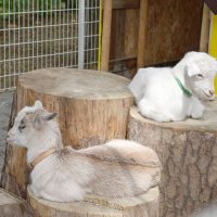 崖の上の「ポニョ」出産の「佐助」「草助」デビュー　双子ヤギ、佐倉で「めぇ～めぇ～式」　新アイドル登場に歓声