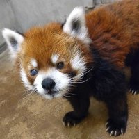 レッサーパンダ風太２０歳　“お祝いイベント“続々スタート　写真展やＣＦ、当日はセレモニー　千葉市動物公園