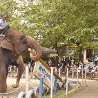 子ども無料だゾウ　市原ぞうの国　７月１２日まで、千葉県内在住対象