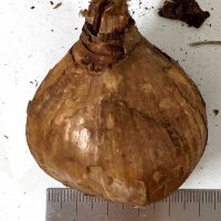 ＜スイセン球根誤食で食中毒＞　小さいタマネギとうり二つ、間違えてポトフに　場合により死に至ることも…　県担当者に注意点聞く【急上昇ニュースのウラ】