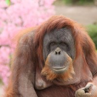 今年３月下旬、桜の季節にたたずむスーミー。翌４月２９日に病気で死んだ＝市川市動植物園提供