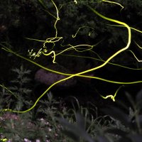 住宅街にホタル舞う　君津　大道沢公園