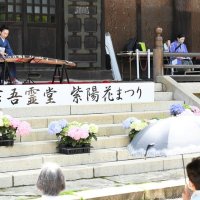 アジサイが咲く境内を彩る箏（こと）の演奏会
