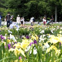 ハナショウブ一面染める　袖ケ浦公園