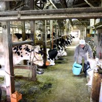 酪農発祥地、伝統守る　千葉県誕生１５０周年