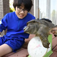 専門家らも驚き！巨大スッポン発見　芝山中２年の萩原さん　成田空港近くの川