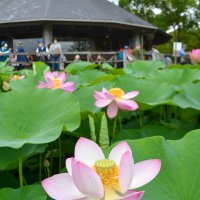 古代の神秘、大賀ハス　千葉公園で見頃　２５日までイベントも
