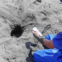 産卵場所の温度を計測する飼育員（鴨川シーワールド提供）