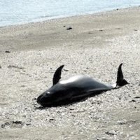 “謎”のスナメリ骨格標本に　千葉・検見川に１８年ぶり漂着　千葉県立中央博「生態知る上で貴重」