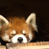 美しい立ち姿で魅了　入園者数、知名度アップも　【千葉市動物公園の”立”役者　レッサーパンダ風太２０歳】（上）