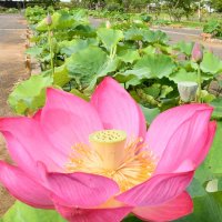 色鮮やかな花を咲かせ、園内を彩るハス＝１日、香取市の水郷佐原あやめパーク
