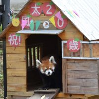 風太２０歳でお誕生会　好物で作ったケーキ贈呈、ファン４００人も祝福　立ち姿でブーム　千葉市動物公園