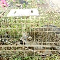 農作物荒らすハクビシン、アライグマ　箱わな活用し集中捕獲　５０基設置、被害軽減へ　千葉市