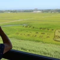 「チーバくん」くっきり　田んぼアート見頃に　県誕生１５０周年記念　山武で鑑賞祭 