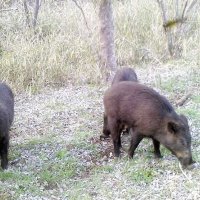 市原市の瀬又地区で生息が確認されたイノシシ。西国吉地区に限らず市内の広範囲で見つかっている（市原市提供）