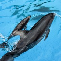 母親の横で呼吸をするカマイルカの赤ちゃん（左、鴨川シーワールド提供）