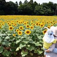 晩夏彩る８万本　畑一面のヒマワリ見頃　多古町、９月上旬ごろまで