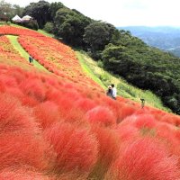 ひと足早い秋色風情　コキアが紅葉期　富津・マザー牧場　２０日すぎには丘一面真っ赤に
